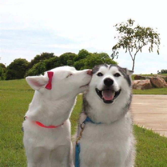 Adorable Dogs With Their Best Friends