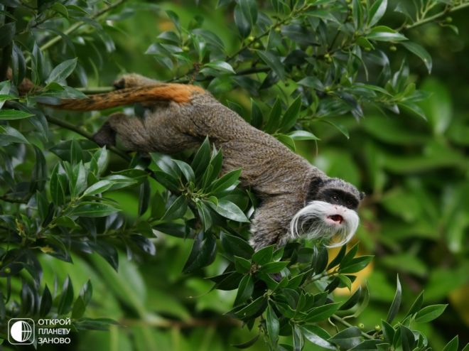 Meet Tamarin Monkeys With Mustaches