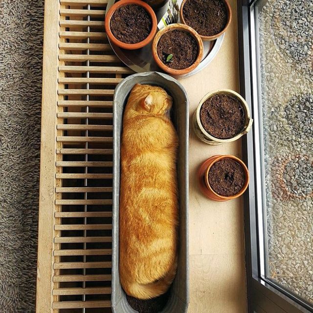 Cute Cats Sitting In The Plant Pots
