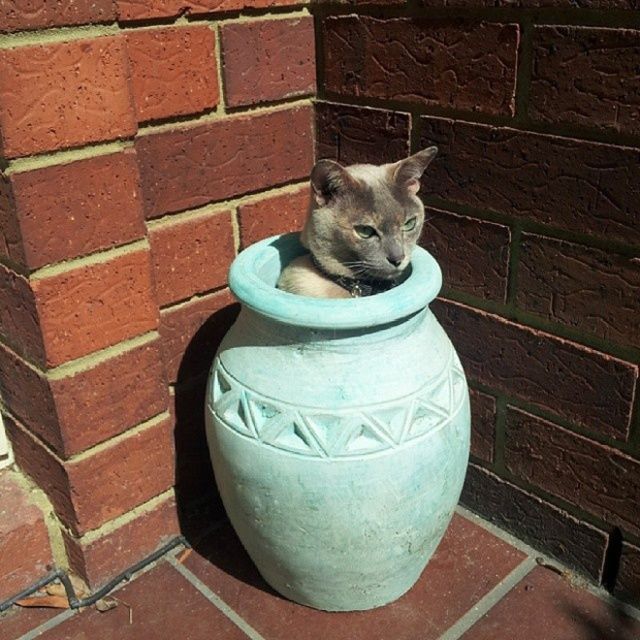 Cute Cats Sitting In The Plant Pots