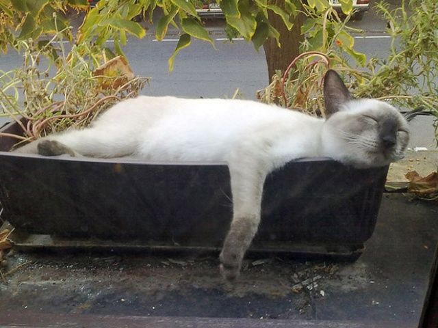 Cute Cats Sitting In The Plant Pots