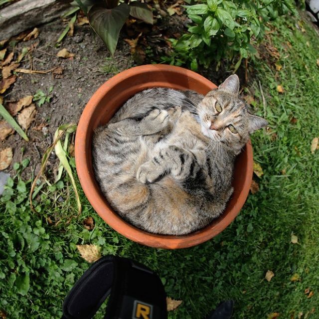 Cute Cats Sitting In The Plant Pots