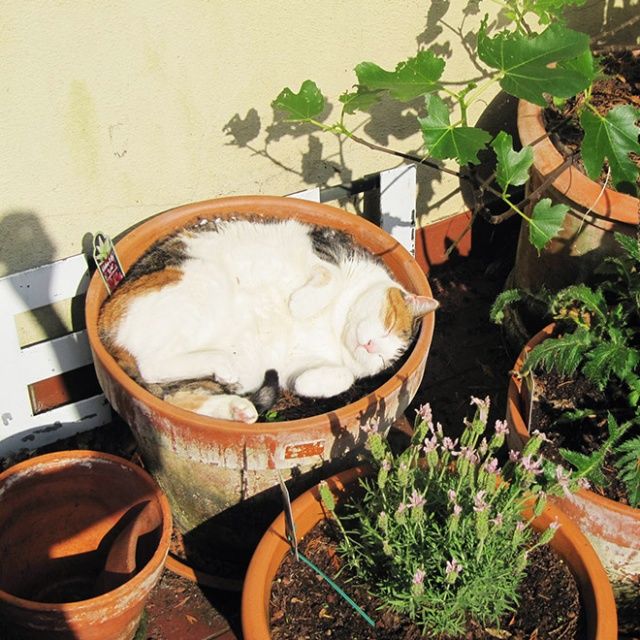 Cute Cats Sitting In The Plant Pots