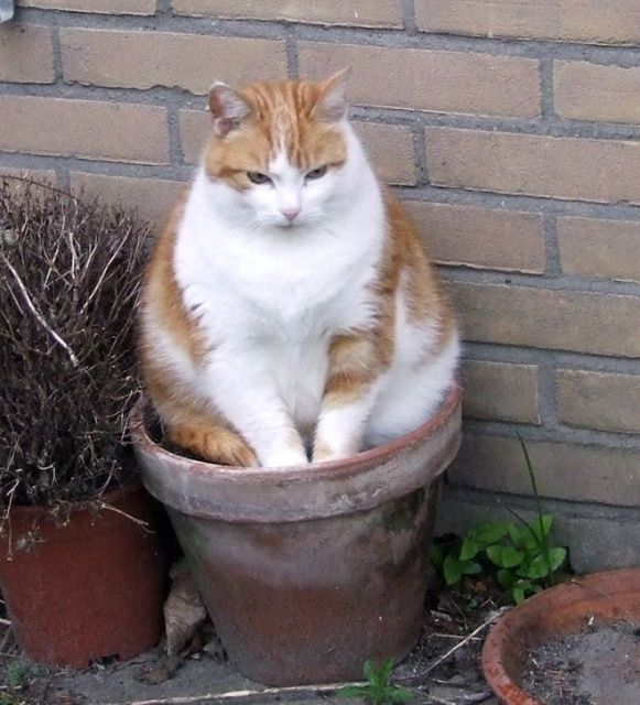 Cute Cats Sitting In The Plant Pots