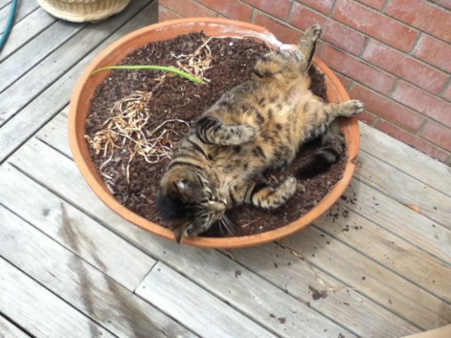 Cute Cats Sitting In The Plant Pots