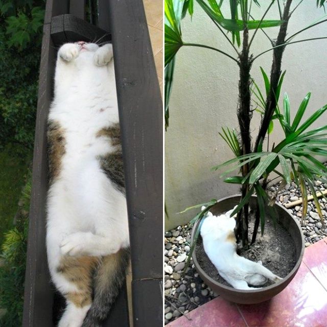 Cute Cats Sitting In The Plant Pots