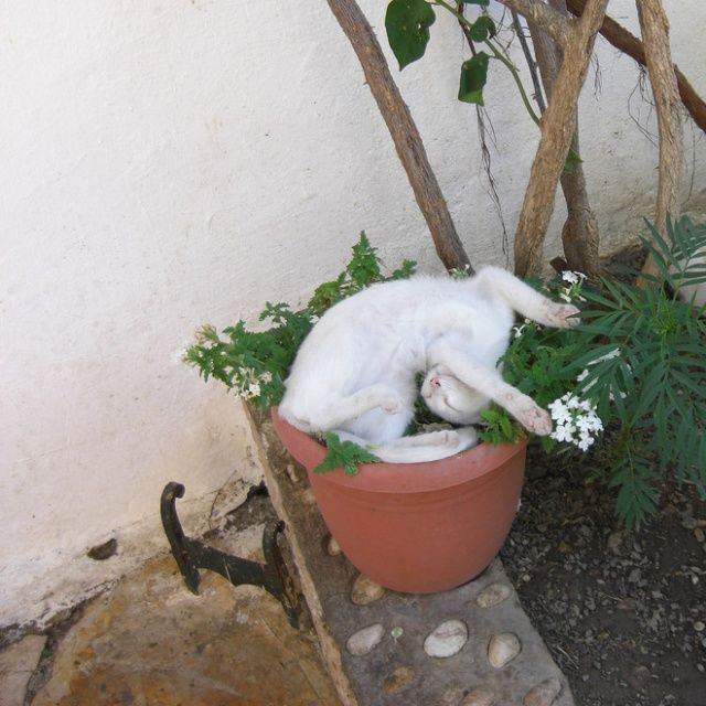 Cute Cats Sitting In The Plant Pots