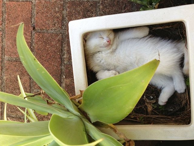 Cute Cats Sitting In The Plant Pots