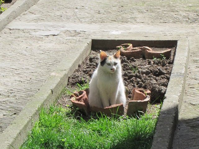 Cute Cats Sitting In The Plant Pots