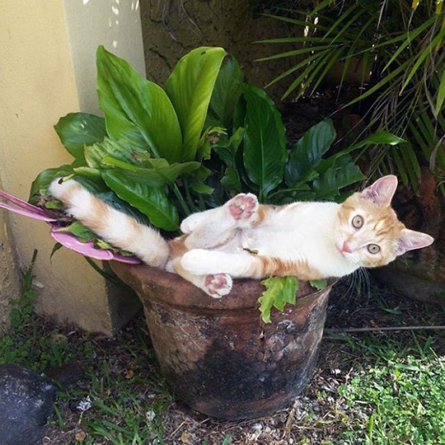 Cute Cats Sitting In The Plant Pots