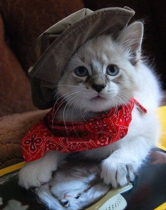 30 Dressed Up Adorable Kittens Are Here To Woo You