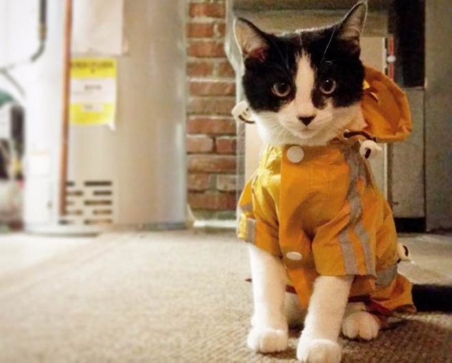30 Dressed Up Adorable Kittens Are Here To Woo You