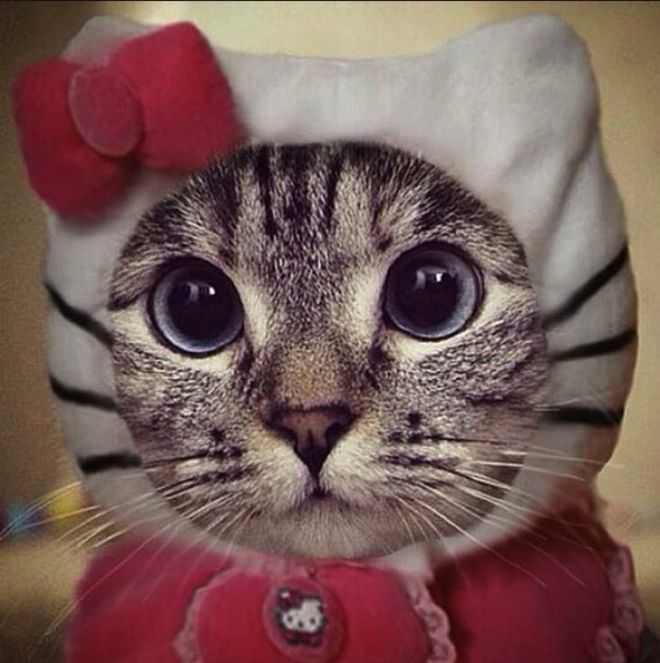 30 Dressed Up Adorable Kittens Are Here To Woo You