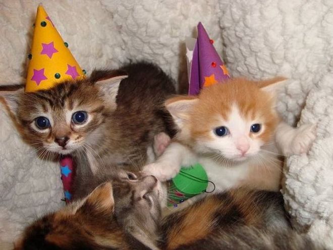 30 Dressed Up Adorable Kittens Are Here To Woo You