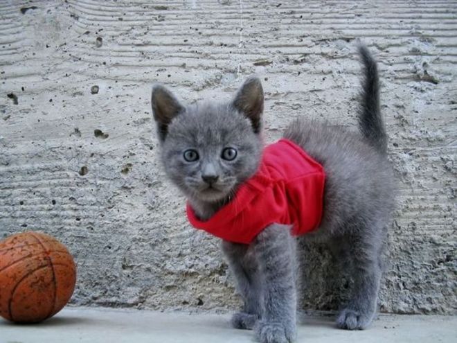 30 Dressed Up Adorable Kittens Are Here To Woo You