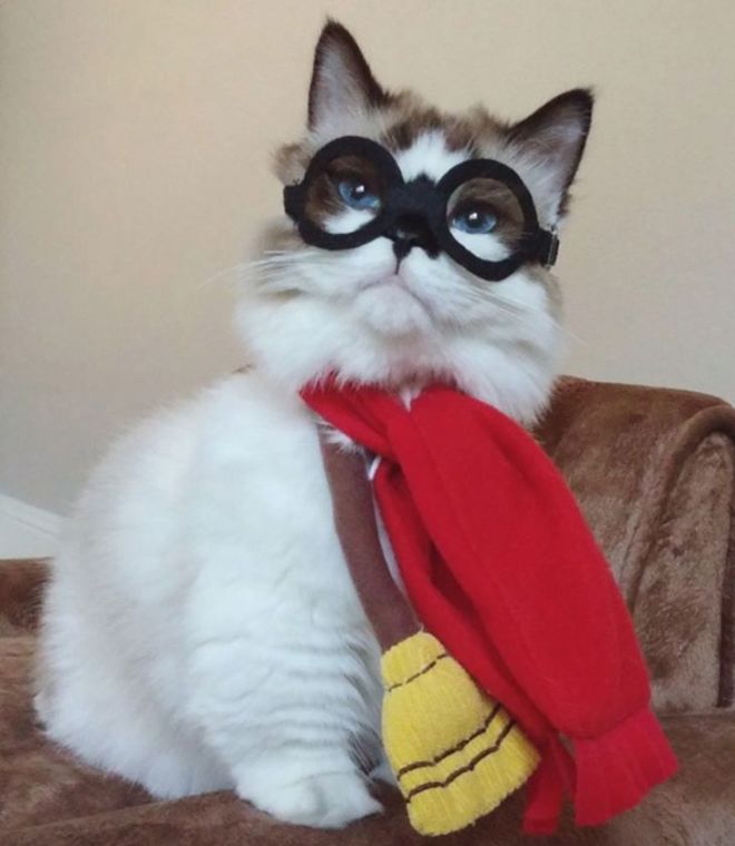 30 Dressed Up Adorable Kittens Are Here To Woo You