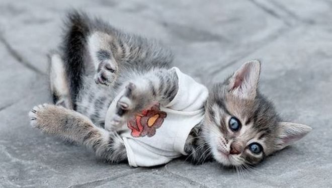 30 Dressed Up Adorable Kittens Are Here To Woo You