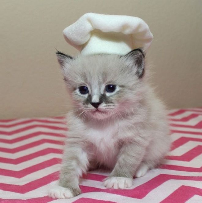 30 Dressed Up Adorable Kittens Are Here To Woo You