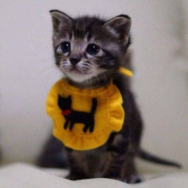 30 Dressed Up Adorable Kittens Are Here To Woo You