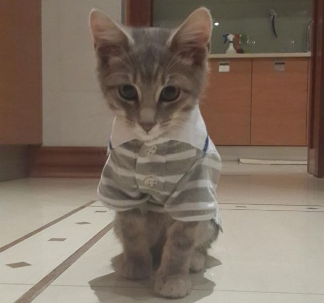 30 Dressed Up Adorable Kittens Are Here To Woo You