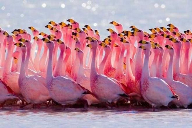 Admire The 15 Most Beautiful Birds In The World