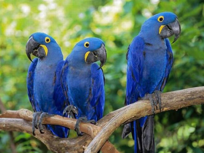 Admire The 15 Most Beautiful Birds In The World