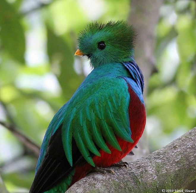 Admire The 15 Most Beautiful Birds In The World