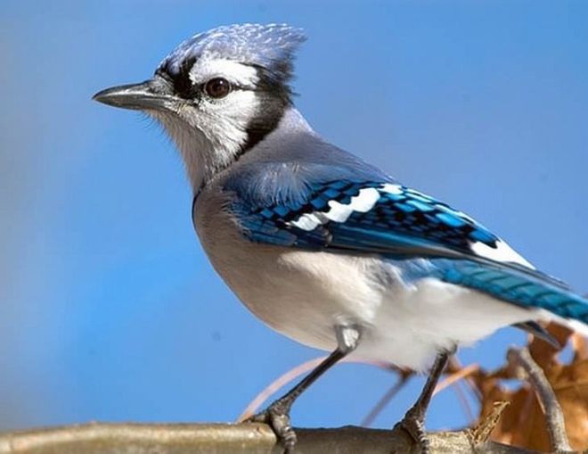 Admire The 15 Most Beautiful Birds In The World
