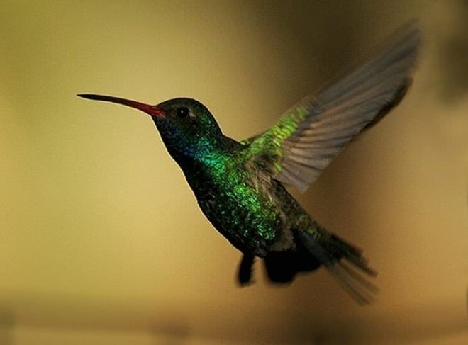Admire The 15 Most Beautiful Birds In The World