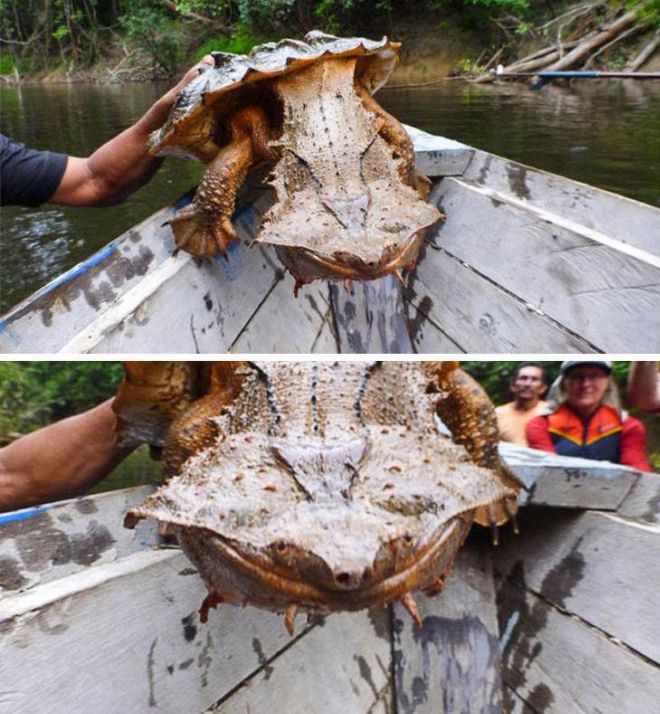 15 Weird Animals You Have Never Seen Before