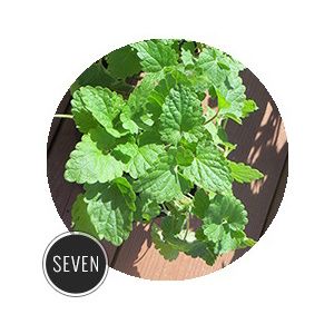 10 Plants That Help To Keep Your Garden Bug-Free