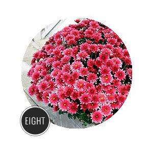 10 Plants That Help To Keep Your Garden Bug-Free