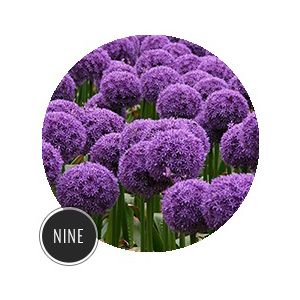 10 Plants That Help To Keep Your Garden Bug-Free