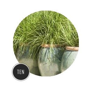 10 Plants That Help To Keep Your Garden Bug-Free