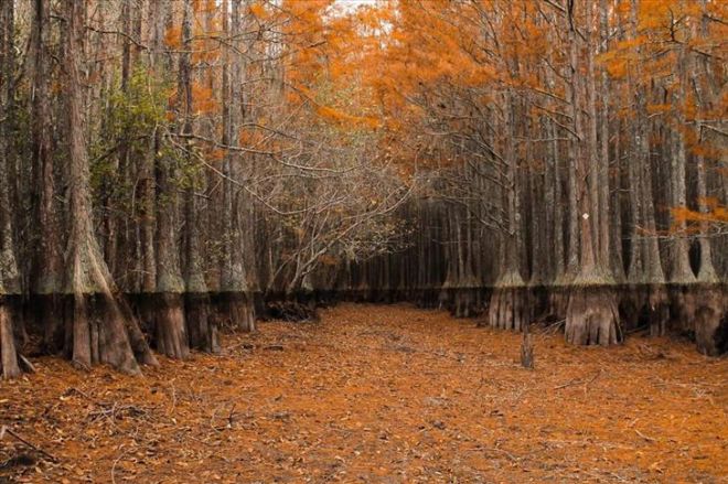 17 Marvellous Nature Pictures That Look Like Paintings